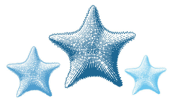 401,580 Sea Star Images, Stock Photos, 3D objects, & Vectors