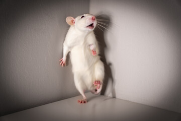 Cornered white rat or mouse stands on its hind legs frightened with shadows
