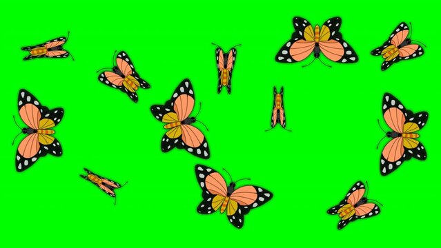 Group of butterflies perched on place. opens and closes wings, stands, shadowy on object. Collect heap flaps loop animation. Top aerial. Slow fluttering butter fly. Transparent, green screen back