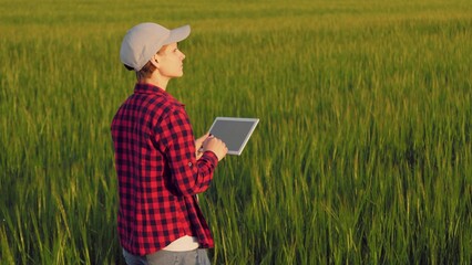 farmer field wheat, work hand tablet, farmer agriculture tablet, wheat field business digital tablet, grass agricultural woman checking control countryside tablet growing germ contract technology care
