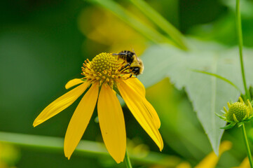 Yellow Coneflowers Growing Wild In The Meadow In Summer