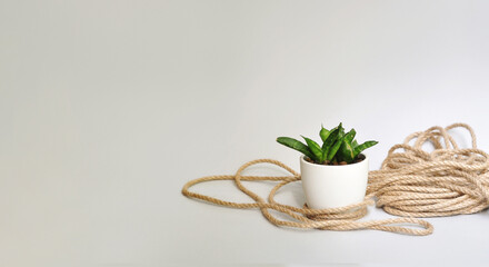 A small Sansevieria Spiky plant in a white pot. Jute rope and light stone in the background. Light background, minimalism, sustainability. Minimal composition, copy space