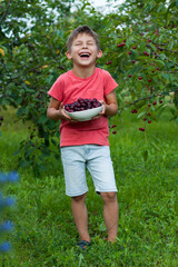 preschooler boy holding large plate with ripe red cherries picked from tree in home garden. Portrait of happy child in background of cherry orchard. Healthy organic cherry, summer harvest season.