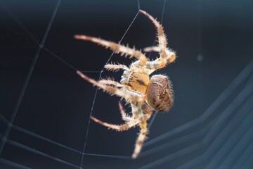 spider on the web