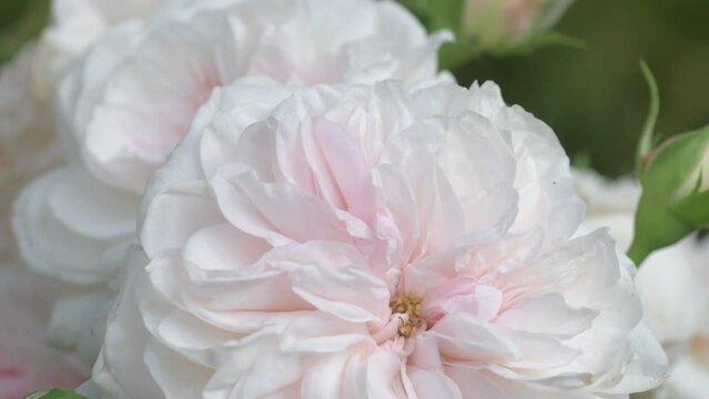 beautiful soft pink roses flower blooming in garden. macro footage. 