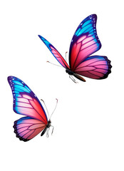 Blue and pink butterflies on isolated background - obrazy, fototapety, plakaty