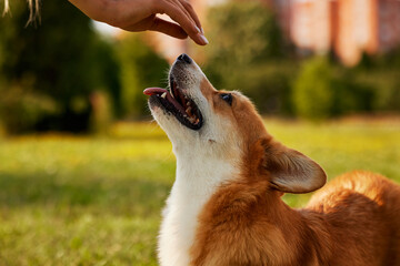 young girl trains pembroke welsh corgi in the park in sunny weather, happy dogs concept - obrazy, fototapety, plakaty