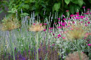lychnis coronaria or Rose Campion and other flowers in the garden