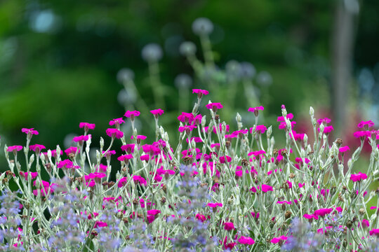 lychnis coronaria or Rose Campion flowers in the garden