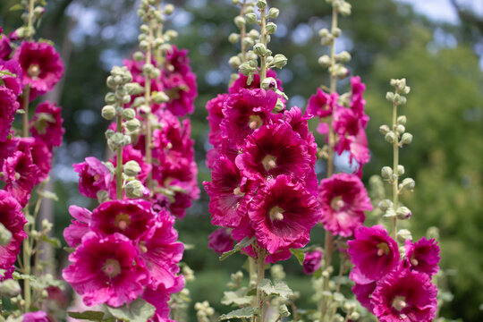 showy hollyhocks in the park
