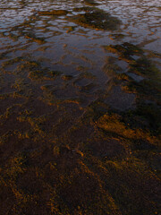 Close-up view of reef and water.