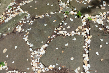 Fototapeta premium path stones and flower petals