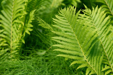 fern leaves