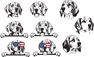 Funny cute beagle puppy paws up over wall, dog face cartoon.
