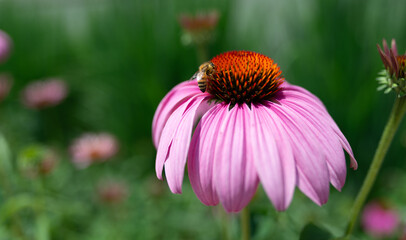 Echinacea purpurea with bee