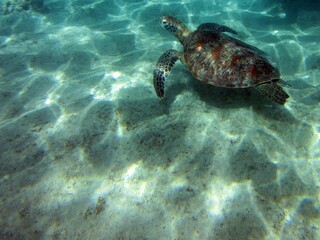 Obraz premium Enjoying snorkeling, Miyakojima, Okinawa, Japan
