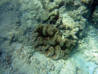 Enjoying snorkeling, Miyakojima, Okinawa, Japan