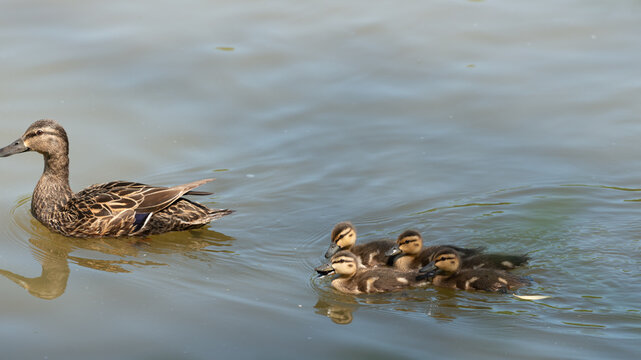 duck and ducklings