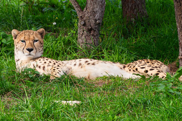 cheeta at ZooParc Overloon