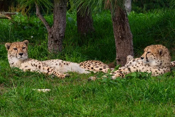 Fototapeten cheeta at ZooParc Overloon © John Hofboer