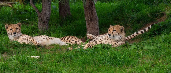 Fototapeten cheeta at ZooParc Overloon © John Hofboer