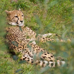 Foto auf Leinwand cheeta at ZooParc Overloon © John Hofboer