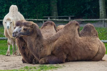Wandaufkleber Camel © John Hofboer