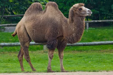 Fototapeten Camel © John Hofboer