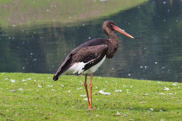 crane, stork