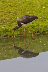 Foto auf Acrylglas crane, stork © John Hofboer
