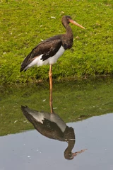 Foto auf Acrylglas crane, stork © John Hofboer