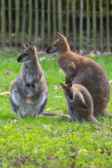 Naklejka na ściany i meble Red kangaroo, Bennetwallaby, Swamp wallaby