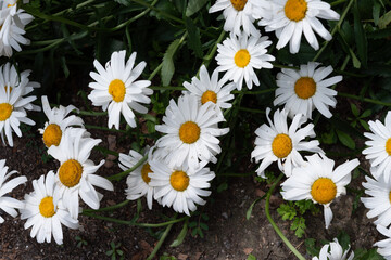 Leucanthemum vulgare in part shade