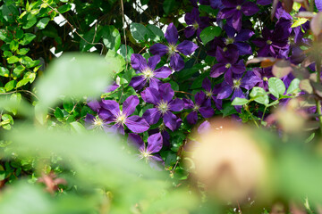 clematis flowers growing on a trellis - viewed through garden plants