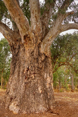 Giant Gum Tree Orroroo,Australia