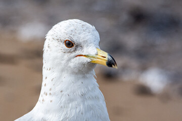 Close up portrait of a ring-billed gull, Larus delawarensis, at the Grand Haven, Michigan, beach