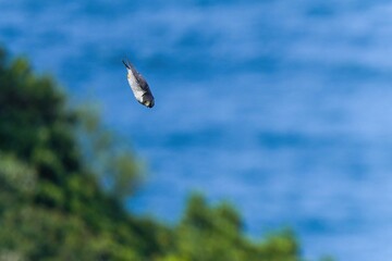 日本海をバックに獲物をめがけて急降下するハヤブサ成鳥