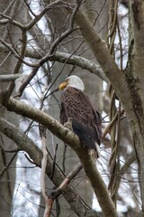 Bald Eagle Sitting in Tree