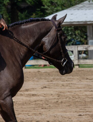 Fototapeta premium portrait of a horse 
