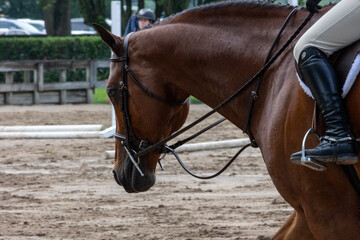Obraz premium horse and rider