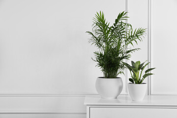 Different houseplants in pots on chest of drawers near white wall, space for text
