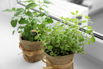 Different fresh potted herbs on windowsill indoors, closeup