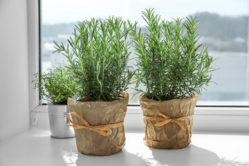 Aromatic green rosemary in pots on windowsill
