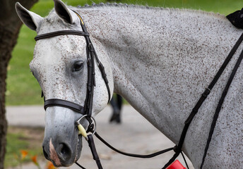 gray horse portrait 