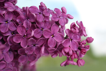 Fototapeta na wymiar Closeup view of beautiful lilac flowers on blurred background