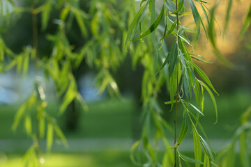 Beautiful willow tree with green leaves outdoors on sunny day, closeup. Space for text
