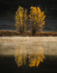 Obraz premium Two trees in fall colors reflected in a lake with mist