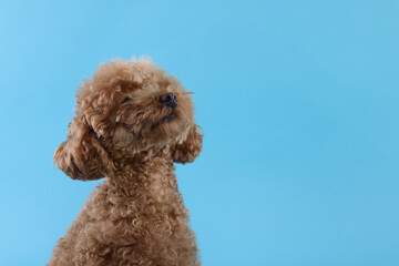 Cute Maltipoo dog on light blue background, space for text. Lovely pet