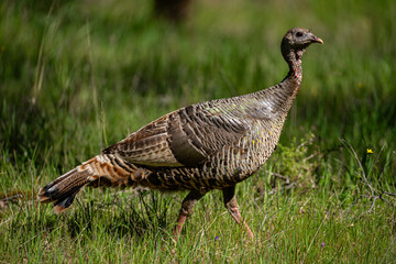 Wild turkey hen walks through green grass in profile