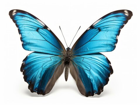 Beautiful Blue Butterfly on White Background - Perfect for Nature Photography! Generative AI